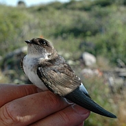 Common House Martin